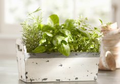 Charming Grow Herbs Indoors Kit HGTV.com