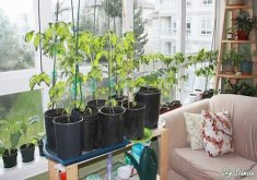 indoor apartment garden