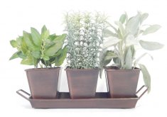 kitchen herb garden kit